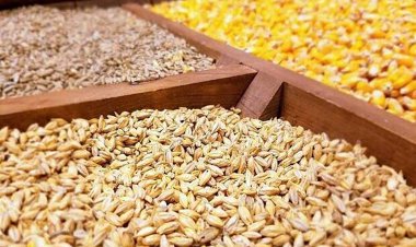 جزئیات وام ۲۰ هزار میلیارد تومانی دولت به مرغداران و دامداران