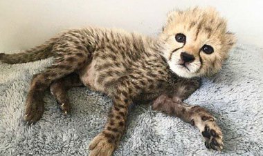 انتشار جدیدترین تصاویر از تنها توله‌یوز زنده‌ مانده‌ی «ایران»