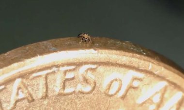 رونمایی از رباتی که کوچک‌تر از یک کَک است!