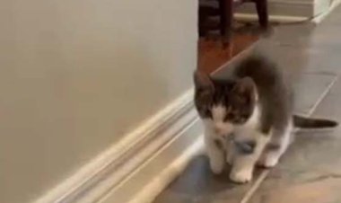 ببینید | تقلید خندهدار گربه بازیگوش از خرگوش