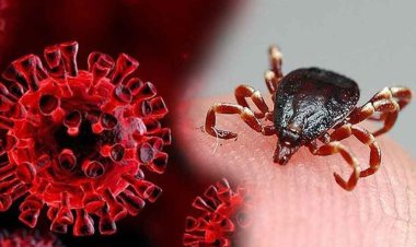 مبتلایان به تب کریمه کنگو افزایش یافت/ ۹ ابتلا و یک فوتی