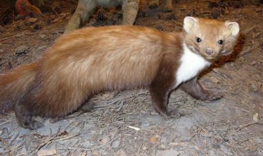 ببینید| ماجراجویی راسوها در تهران!