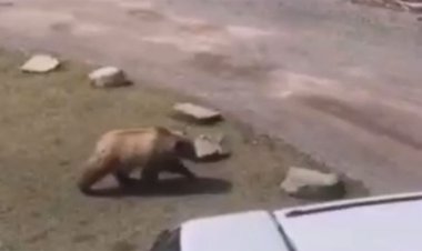 حمله خرس به بچه های گوزن و خشم گوزن مادر را ببینید