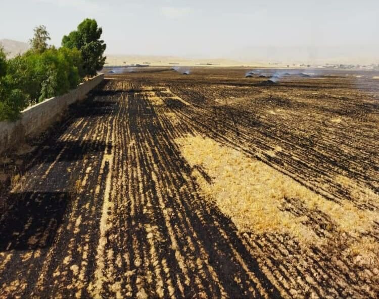 ۱۰ هکتار از زمین‌های کشاورزی ایذه در آتش سوخت