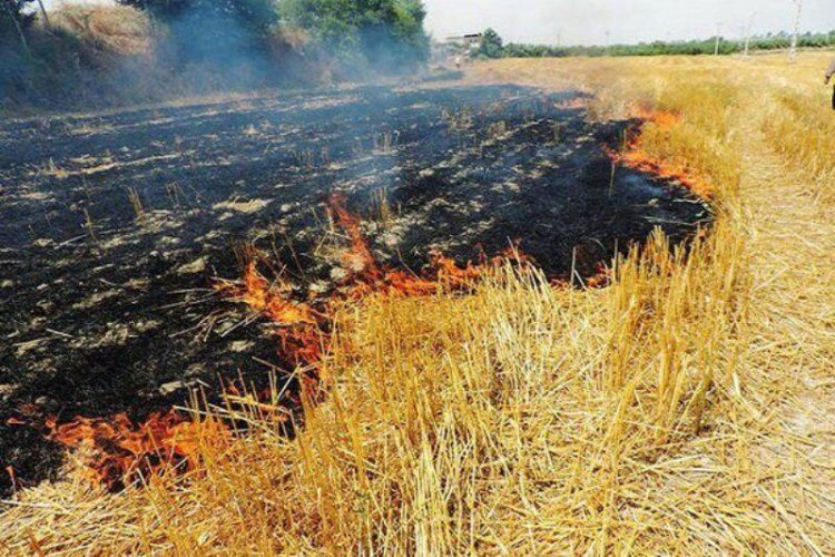 محیط زیست بوشهر: کشاورزان بقایای کشت گندم خود را نسوزانند