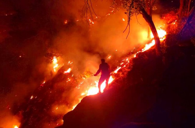 در طی یک سال گذشته ۱۹۳۰هکتار از جنگل‌های کهگیلویه و بویراحمد در آتش سوختند