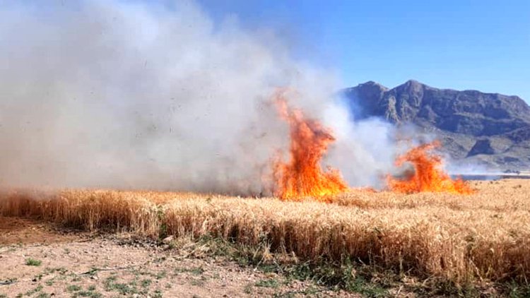 مهار آتش سوزی یکی از مزارع گندم در جهرم
