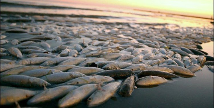واکنش محیط زیست هرمزگان به تصاویر مرگ ماهیان در میناب