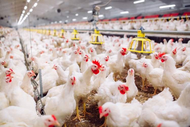 رئیس اتحادیه مرغ گوشتی: با قیمت فعلی، عراق و افغانستان هم دیگر مرغ ایران را نمی‌خرند