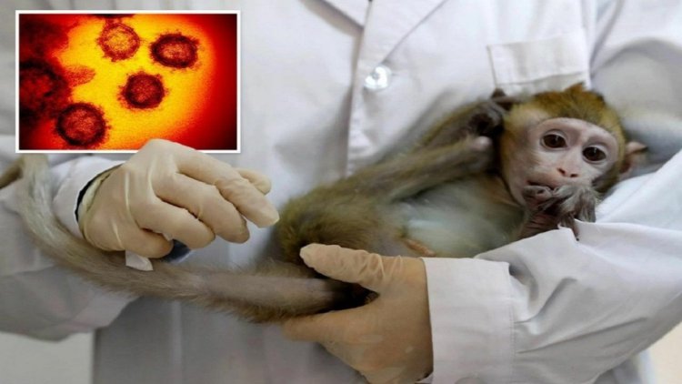 اقدامات احتیاطی برای کنترل بیماری آبله میمون؛ استفاده از ماسک و ضدعفونی سطوح ضروری است
