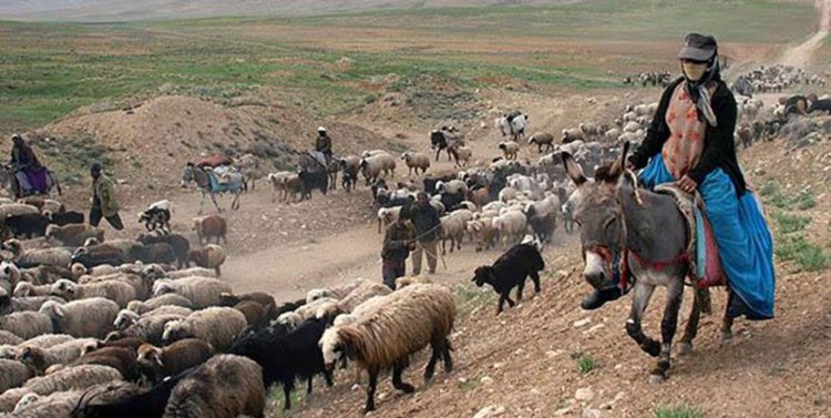 اسکان ۸ هزار خانوار عشایر در فارس