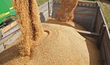 خرید و فروش گندم در برخی از کشورها ممنوع شد