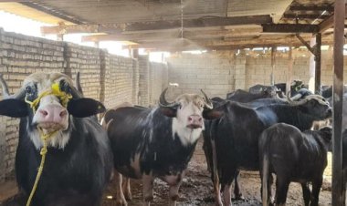 ابتکاری که زندگی گاومیش‌های هورالعظیم را احیا می‌کند