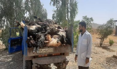 تلف شدن ۹۸ راس دام سبک در شهرستان لالی