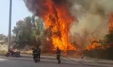 آتش سوزی جنگل تل چیتی گناوه مهار شد