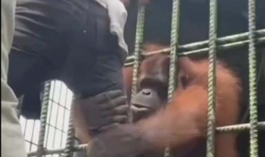 ببینید | حمله وحشتناک اورانگوتان خشمگینِ زندانی در باغ وحش به یک انسان