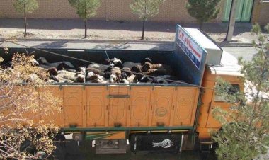 محموله دام قاچاق از فارس به کشورهای حوزه خلیج‌فارس نرسید