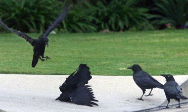 ببینید | حمله کلاغ‌ها به مردم در استانبول