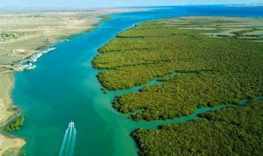 جنگل‌های استان بوشهر گسترده تر می شوند