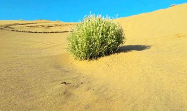 بیابان‌زدایی مراتع کهگیلویه و بویراحمد؛ شاید وقتی دیگر