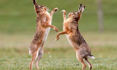 ببینید | نبرد خنده‌دار دو خرگوش‌ بوکسور