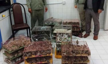 کشف ۲ هزار پرنده زینتی قاچاق در آبادان