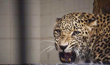 ماده پلنگ ارم تلف شد