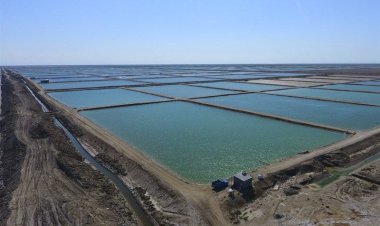 فعالیت بزرگترین سایت پرورشی کشور در گناوه با ذخیره سازی بچه میگو آغاز شد