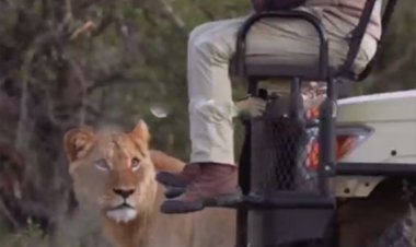 ببینید| به دنبال شیر بود اما شیر او را پیدا کرد!