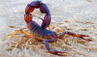 زهر کشنده عقرب جان کودک ۱۰ ساله مینابی را گرفت