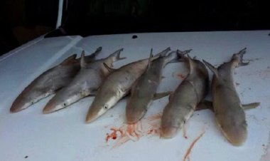 کوسه‌ماهی‌ها در خطر انقراض هستند/ ممنوعیت صید در همه فصول