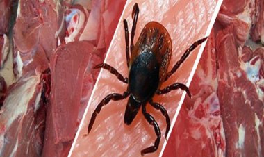 ۲۲ مورد ابتلا به تب کنگو و ۲ نفر فوتی در کشور