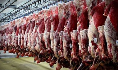 گوشت قرمز چند؟