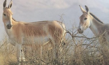 ببینید| زایمان موفقیت آمیز گور ایرانی در پارک ملی کویر