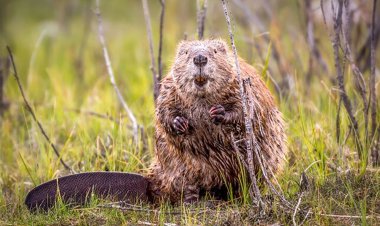 این جانور ۸ ساعت اینترنت را قطع کرد!