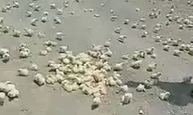 فیلم| کمبود دانه و غلات جوجه مرغ‌ها را به کام مرگ کشید