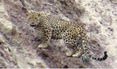 مشاهده ۲ قلاده پلنگ در دشتستان