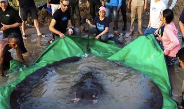 صید بزرگترین ماهی آب شیرین جهان
