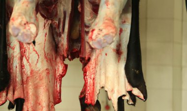 رئیس اداره دامپزشکی اهواز: منطقه زرگان از نقاط پرخطر درخصوص شیوع بیماری کریمه کنگو است