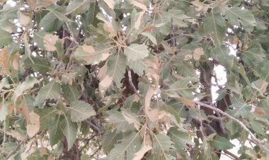 مبارزه با آفت پروانه برگ خوار جنگل‌های کهگیلویه و بویراحمد منتظر اعتبار