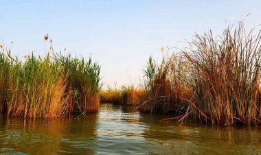 حیات تالاب شادگان در معرض خطر است