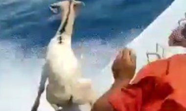 عاملان فیلم پرت کردن دام‌ها در دریا دستگیر شدند + فیلم