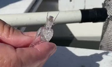 ببینید | اولین تصاویر از کشف هیولای شفاف در اعماق دریا؛ ورود موجودات فضایی به زمین؟