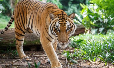 ببینید| لحظه حمله ببر به یک مرد در باغ وحش