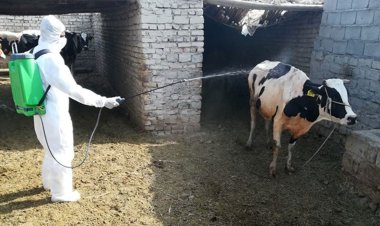 افزایش مبتلایان تب کریمه کنگو در ایران به ۳۴ نفر | چند نفر جان باختند؟