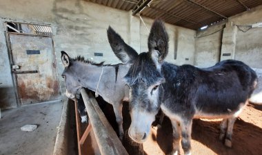 خرکُشی در حاشیه تهران؛ از قیمت بالای «روغن خر» تا مصرف گوشت برای سگ‌های نگهبان