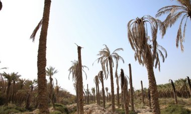 از بین رفتن عمدی ده‌ها نخل مثمر حمیدیه با گازوئیل