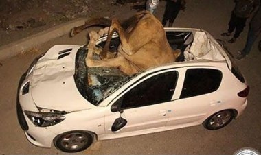 فیلم| تصادف پژو ۲۰۷ با گله شتر در بندرعباس