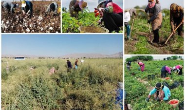 تصادف زنان کارگر فصلی صدایی نداشت