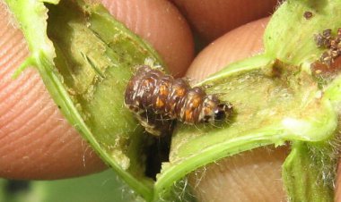 خطر طغیان آفات پنبه در فارس